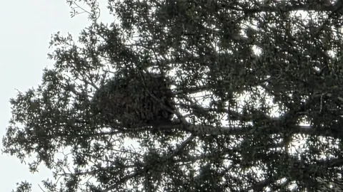 Nid de frelon asiatique à Gigean (34) — Confirmé