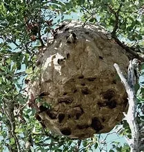 Nid de frelon asiatique à Saint-Claude (39) — Confirmé