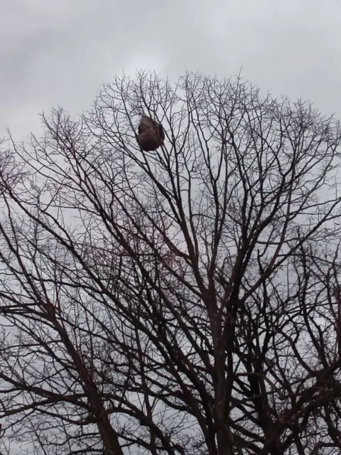 Nid de autre à Sablé-sur-Sarthe (72) — Confirmé
