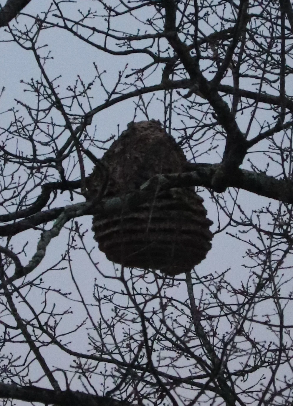 Photo du nid de frelon asiatique signalé à Nantes