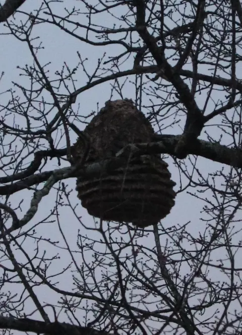 Nid de frelon asiatique à Nantes — Confirmé