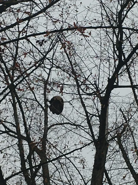 Nid de frelon asiatique à Châtellerault (86) — Confirmé