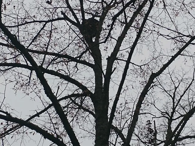 Photo du nid de frelon asiatique signalé à Châtellerault