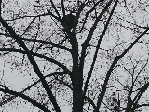 Nid de frelon asiatique à Châtellerault (86) — Confirmé