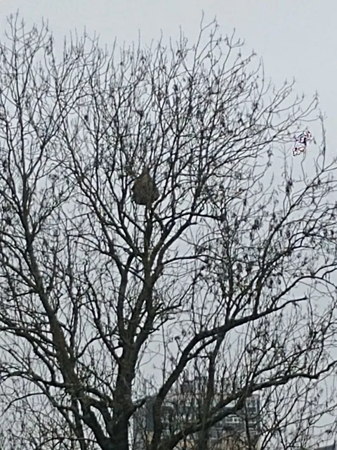 Photo du nid de frelon asiatique signalé à Châtellerault