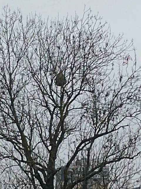 Nid de frelon asiatique à Châtellerault (86) — Confirmé