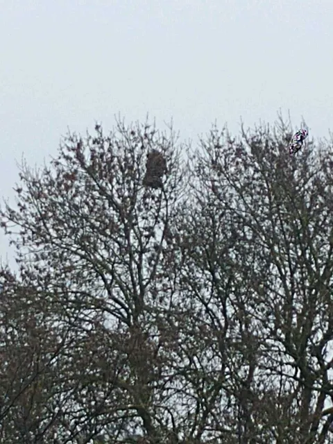 Nid de frelon asiatique à Châtellerault (86) — Confirmé