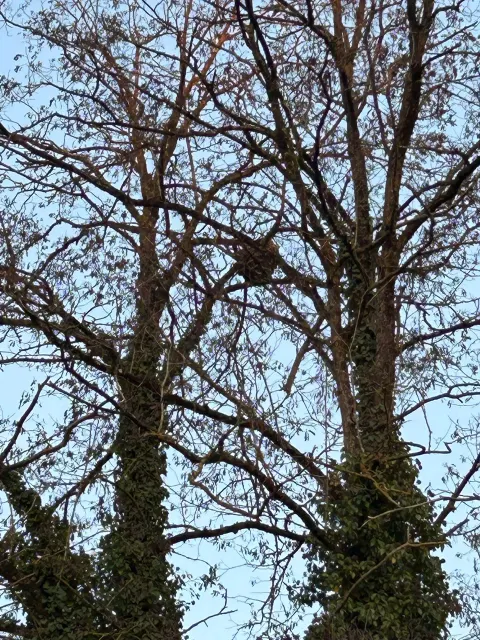 Photo du signalement #821