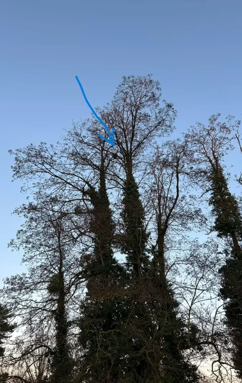 Nid de frelon asiatique à Châtellerault (86) — Confirmé