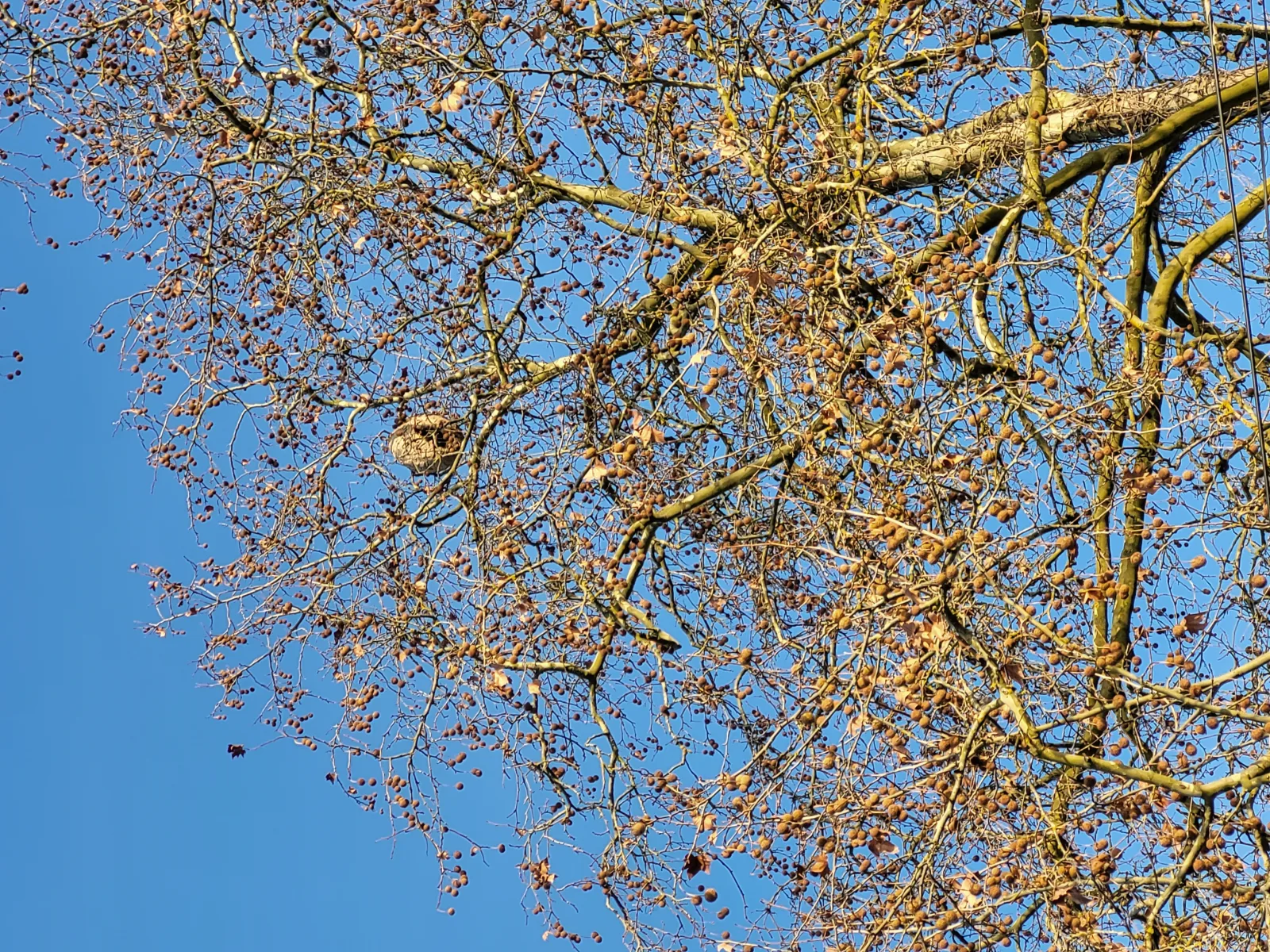 Photo du nid de frelon asiatique signalé à Grenade