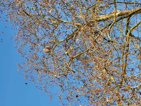 Nid de frelon asiatique à Grenade (31) — Confirmé