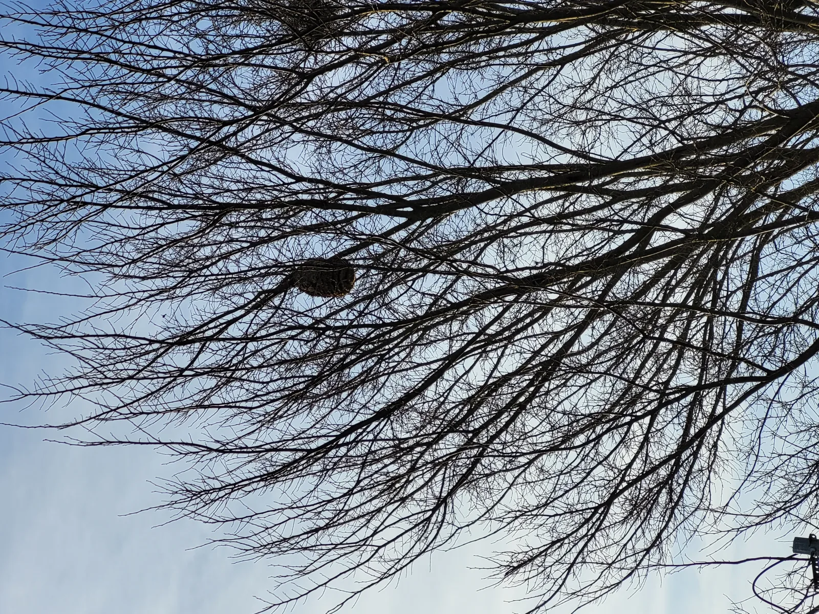 Photo du nid de frelon asiatique signalé à Grenade