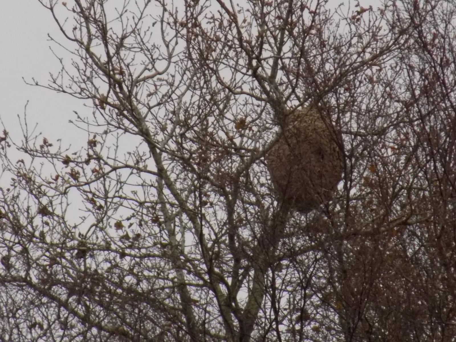 Photo du nid de frelon asiatique signalé à Montsenelle