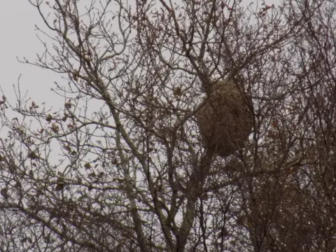 Nid de frelon asiatique à Montsenelle (50) — Confirmé