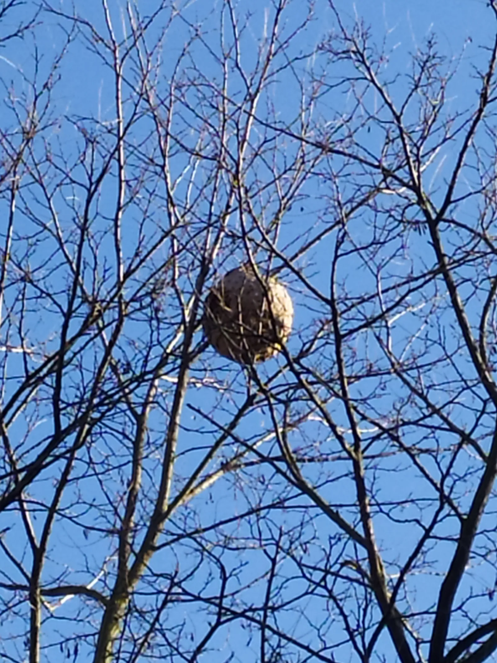 Photo du nid de frelon asiatique signalé à Montreuil
