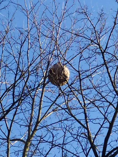 Nid de frelon asiatique à Montreuil (93) — Confirmé