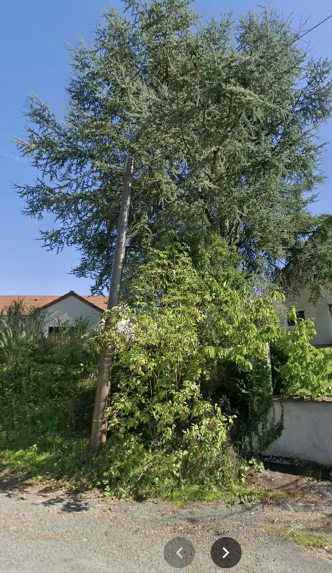 Nid de frelon asiatique à Châtellerault (86) — Neutralisé