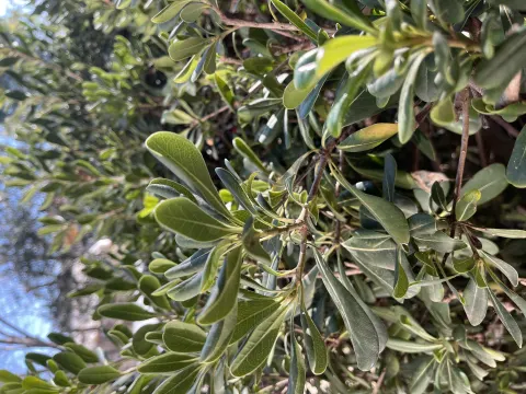 Nid de frelon asiatique à Nîmes — Confirmé