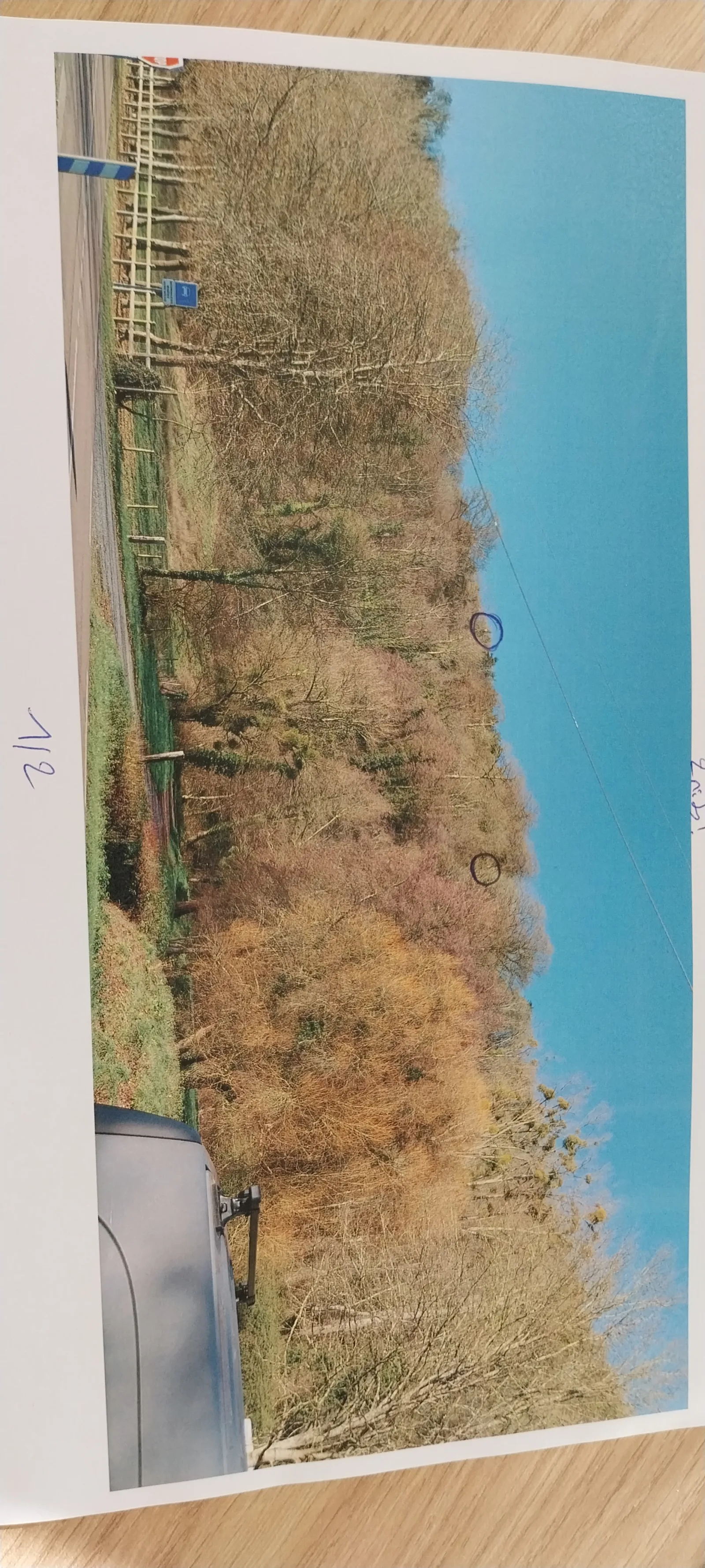 Photo du nid de frelon asiatique signalé à Rives-en-Seine