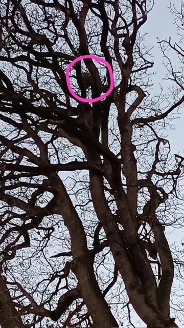 Photo du nid de frelon asiatique signalé à Angers