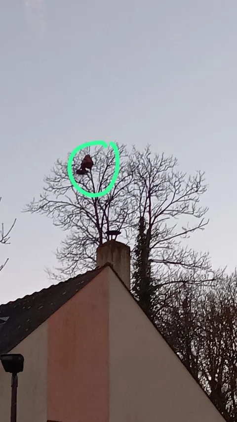 Nid de frelon asiatique à Angers — Confirmé