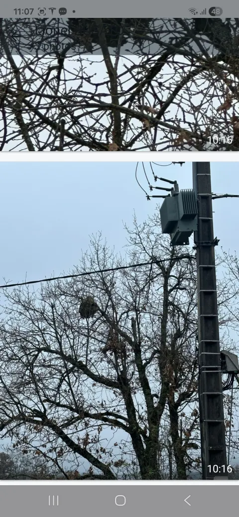 Nid de frelon asiatique à Duran (32) — Confirmé