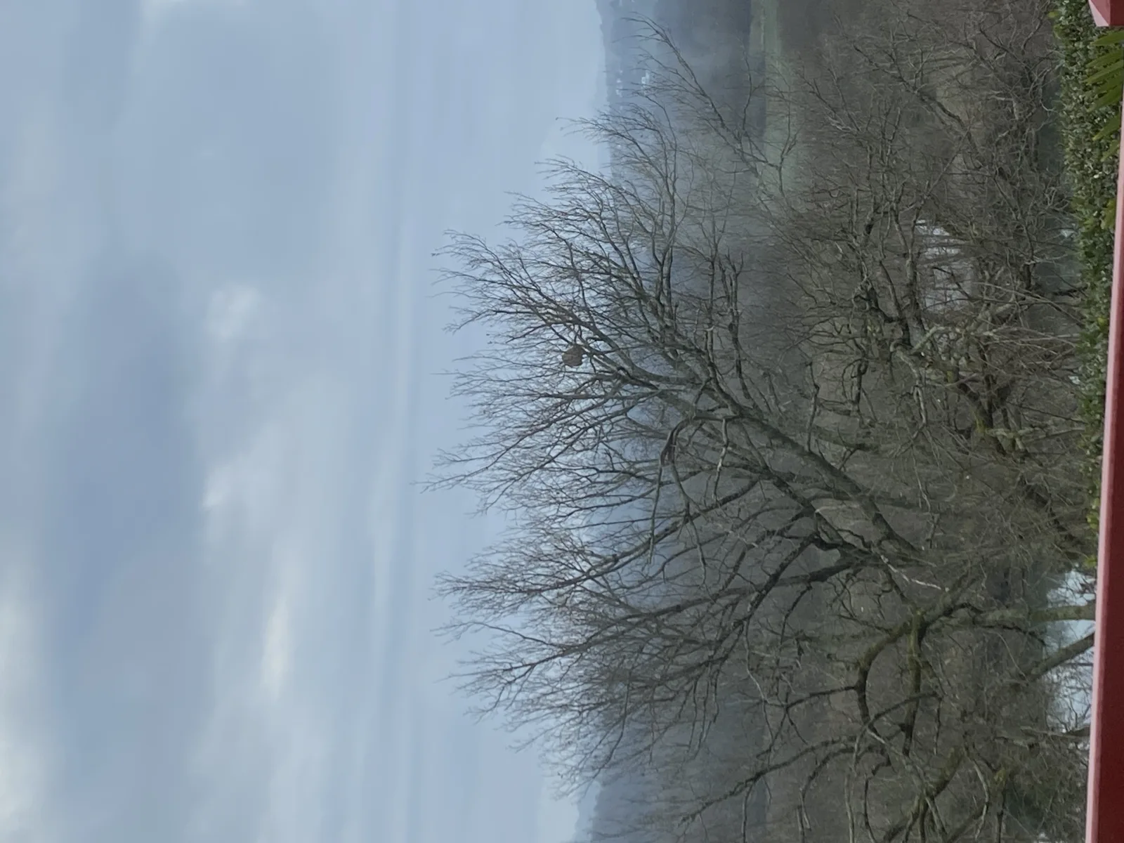 Photo du nid de frelon asiatique signalé à Bayonne