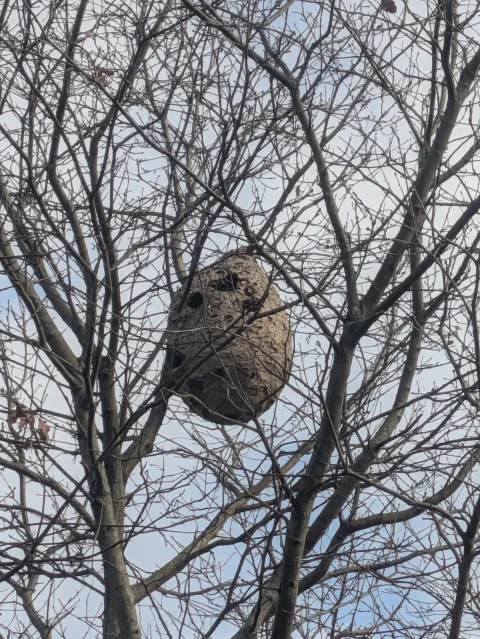 Nid de frelon asiatique à Saint-Marcel-Paulel (31) — Confirmé