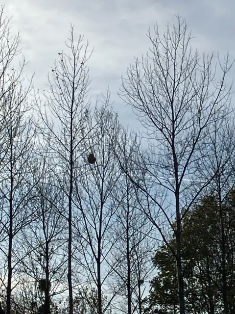 Nid de frelon asiatique à Foussemagne (90) — Confirmé