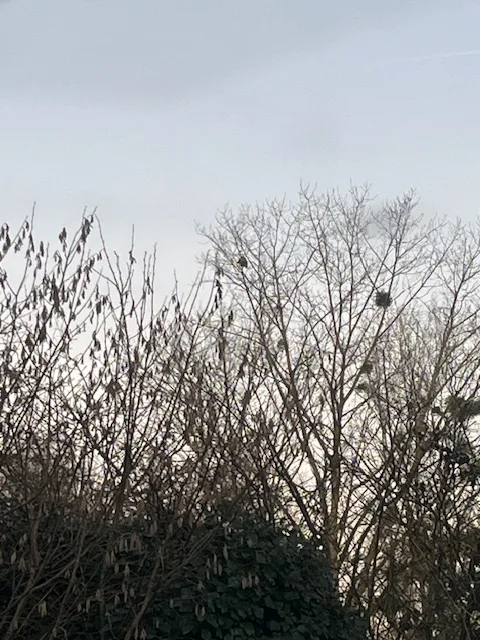 Photo du nid de frelon asiatique signalé à Naintré