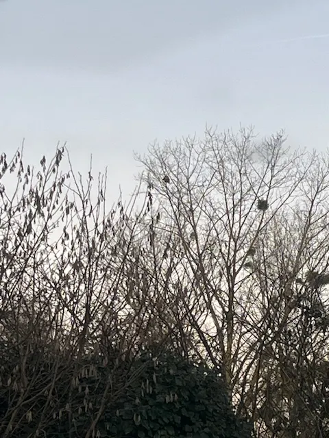 Nid de frelon asiatique à Naintré (86) — Confirmé