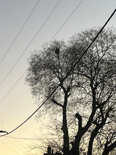Photo du nid de frelon asiatique signalé à Naintré