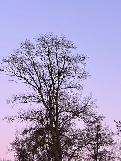 Nid de frelon asiatique à Naintré (86) — Confirmé