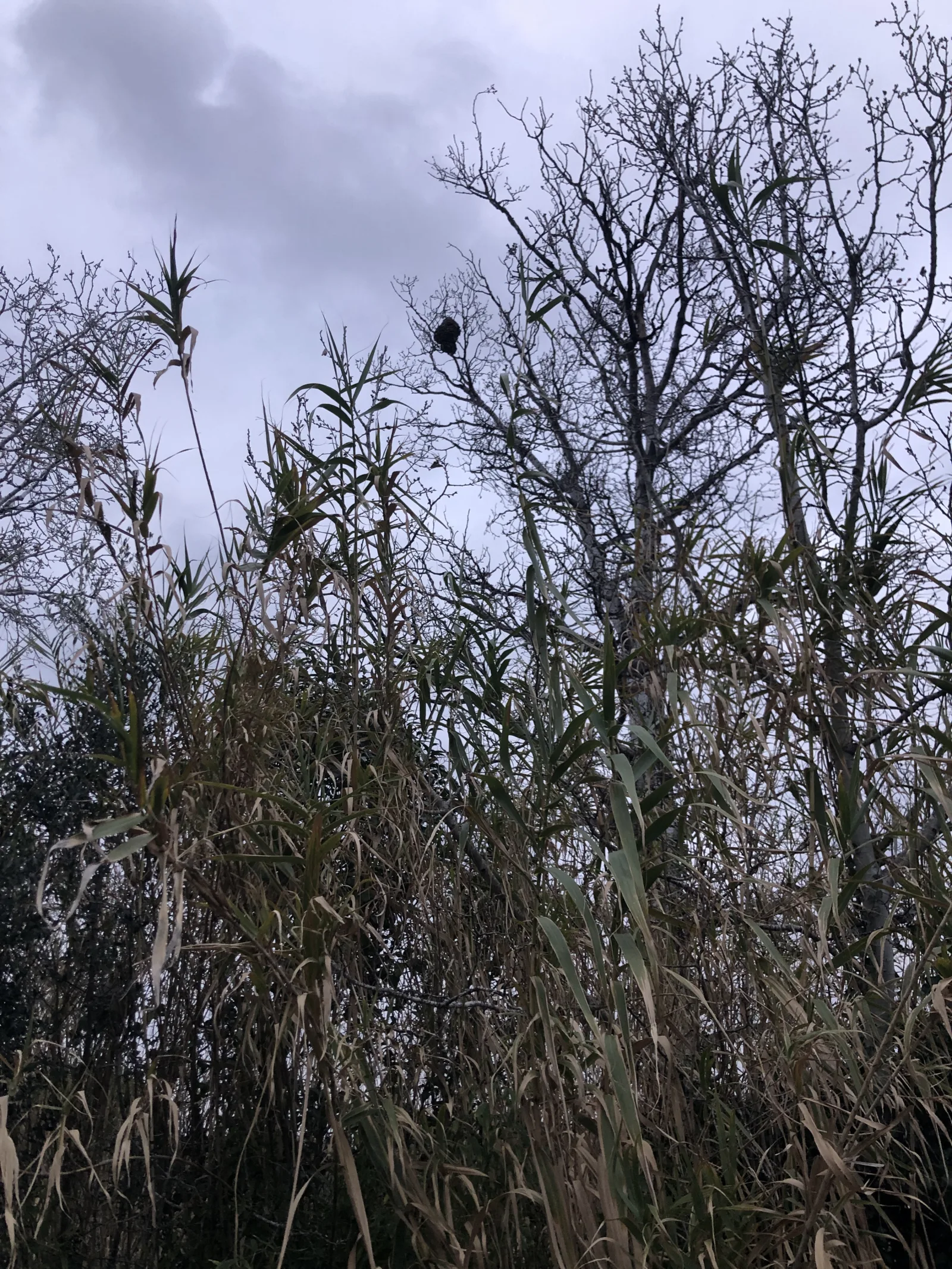 Photo du autre signalé à Arles