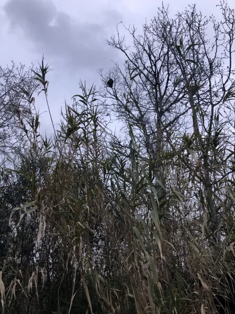 Nid de autre à Arles — Confirmé