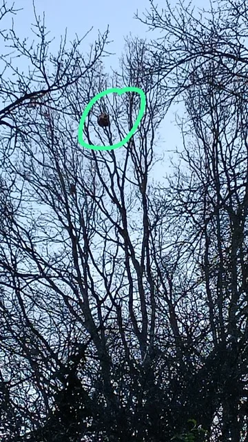 Photo du nid de frelon asiatique signalé à Bouchemaine