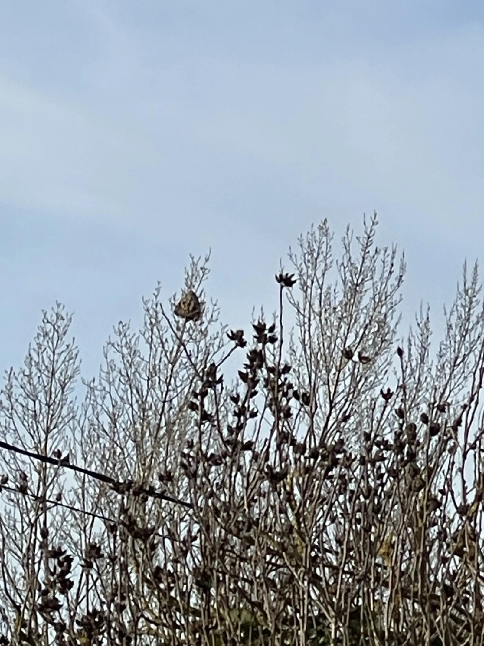 Photo du autre signalé à Lagardelle-sur-Lèze