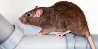 Photo du rats signalé à Chamonix-Mont-Blanc