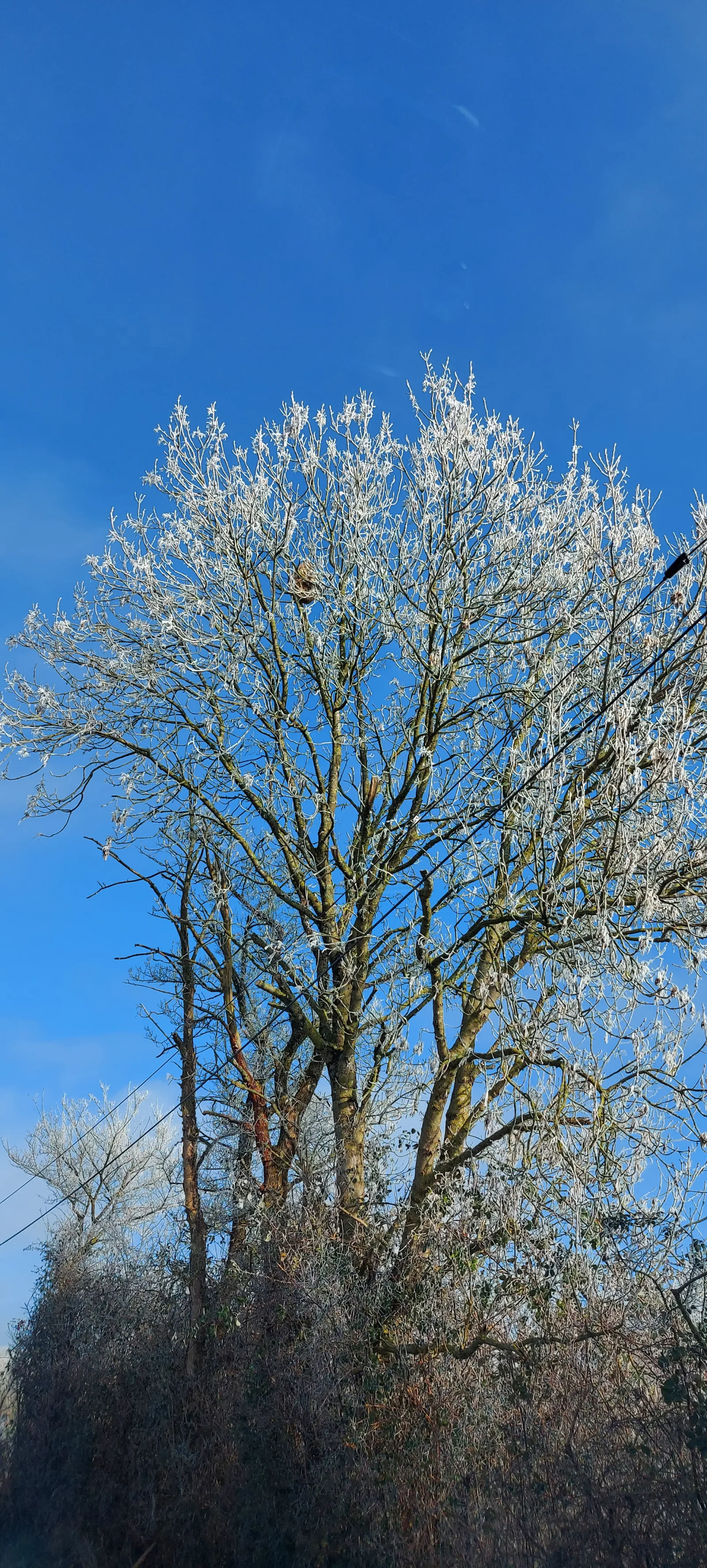 Photo du nid de frelon asiatique signalé à Saint-Juire-Champgillon
