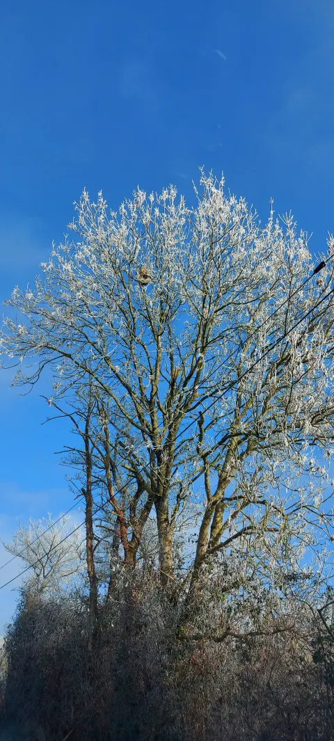 Nid de frelon asiatique à Saint-Juire-Champgillon (85) — Confirmé
