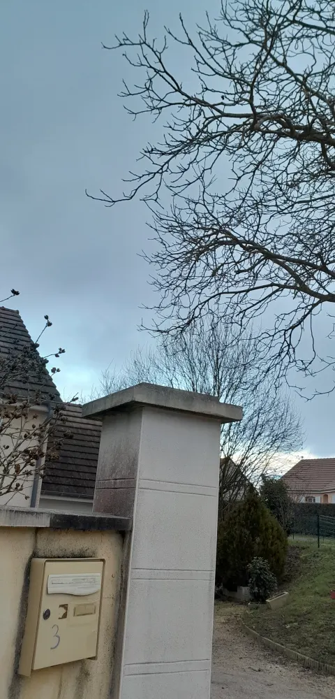 Nid de frelon asiatique à Allériot (71) — Confirmé