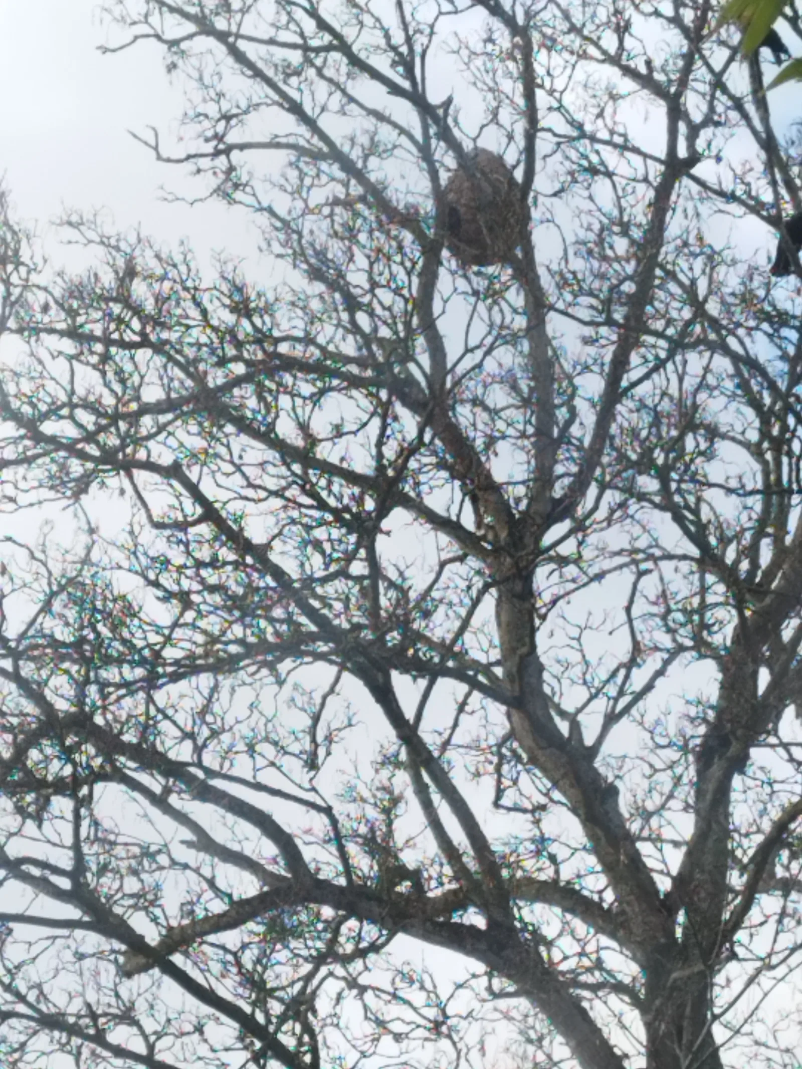 Photo du nid de frelon asiatique signalé à Dol-de-Bretagne