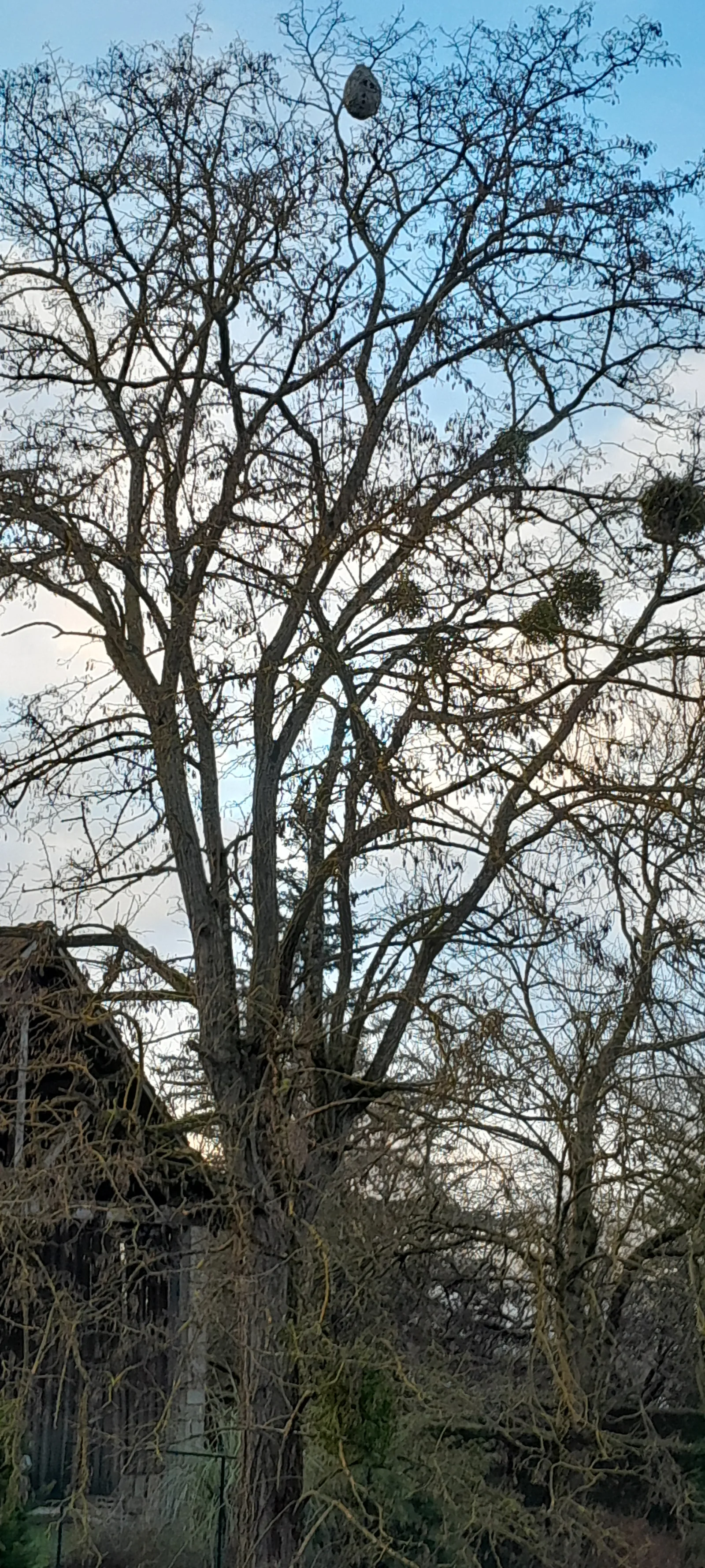 Photo du nid de frelon asiatique signalé à Allériot