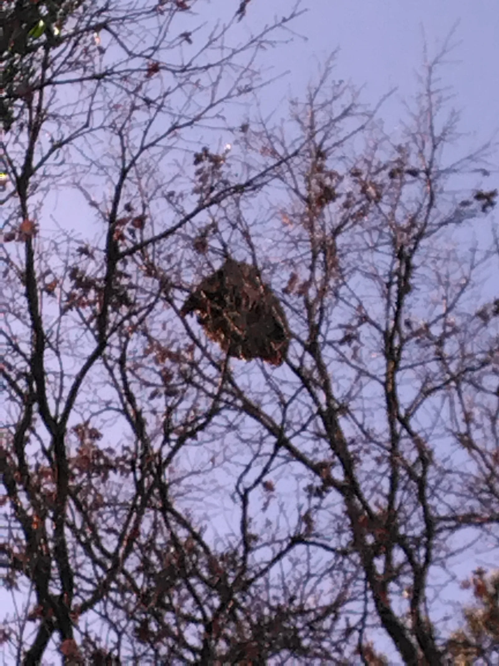 Photo du nid de frelon asiatique signalé à Brignoles