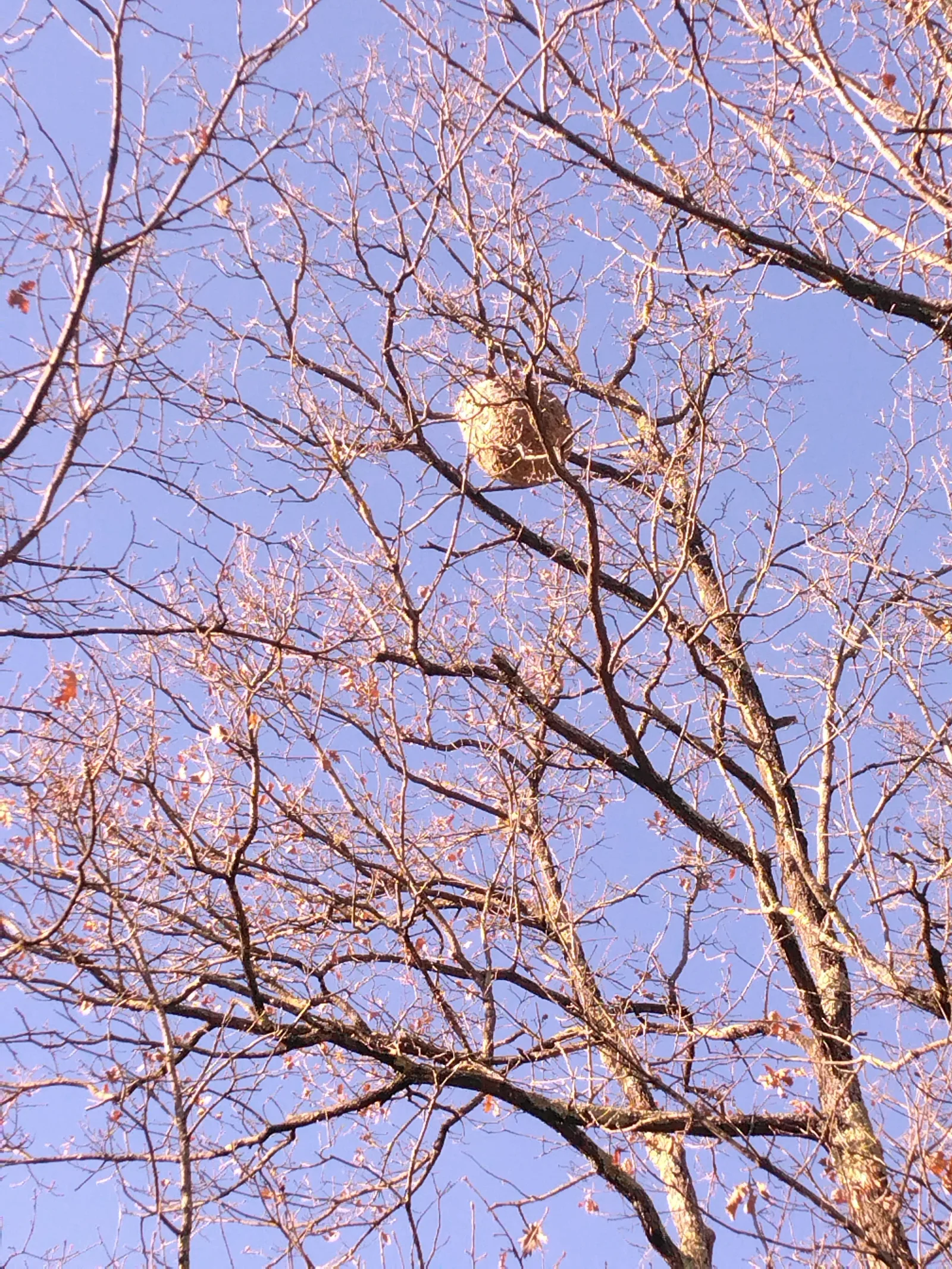 Photo du nid de frelon asiatique signalé à Brignoles