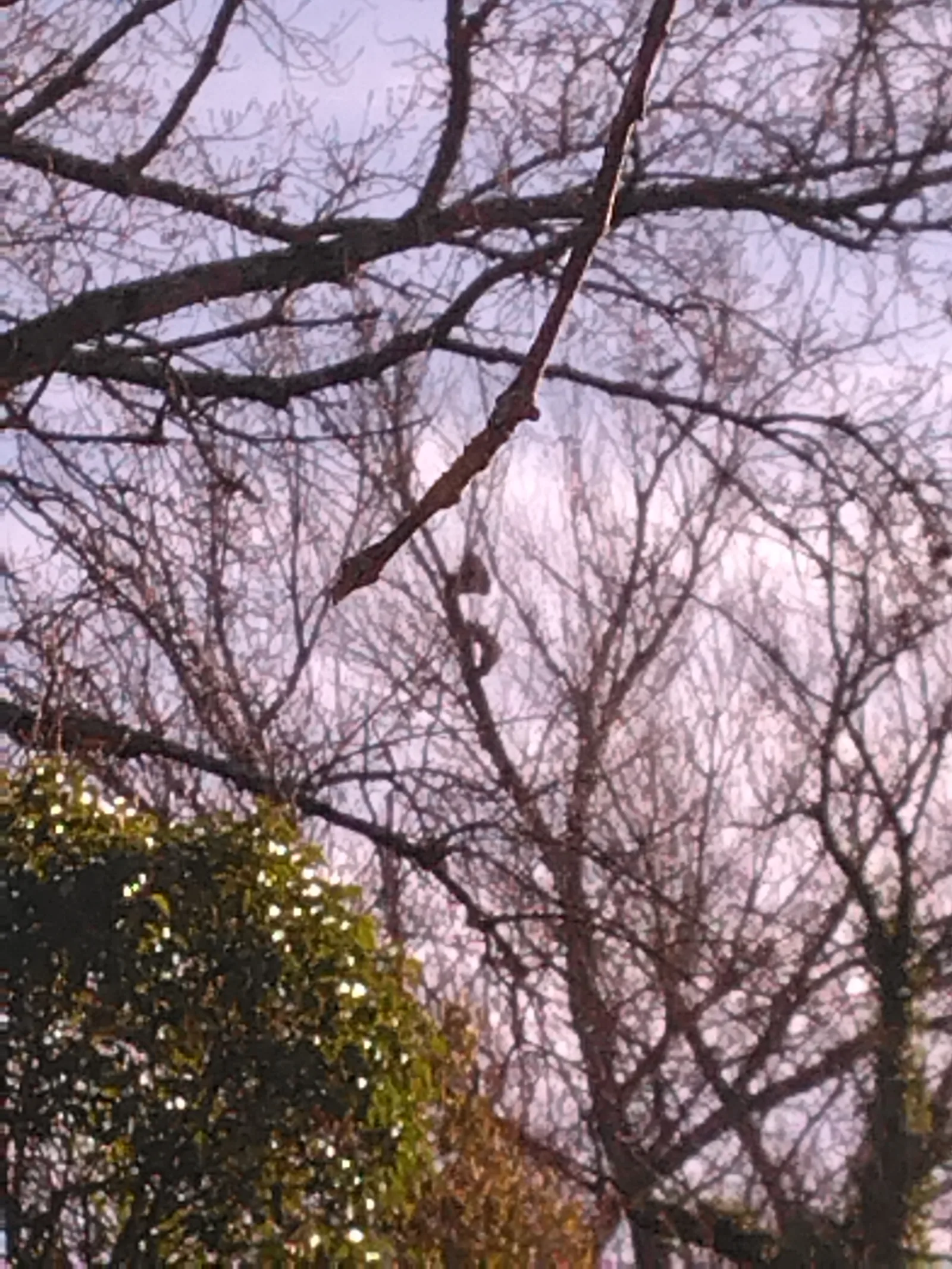Photo du nid de frelon asiatique signalé à Brignoles