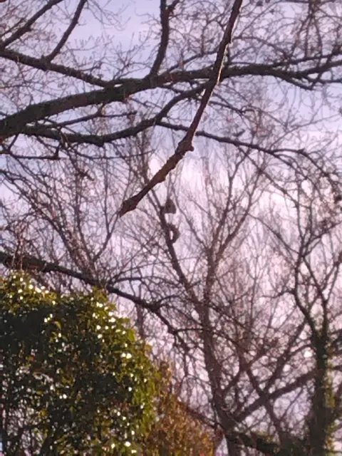 Nid de frelon asiatique à Brignoles (83) — Confirmé