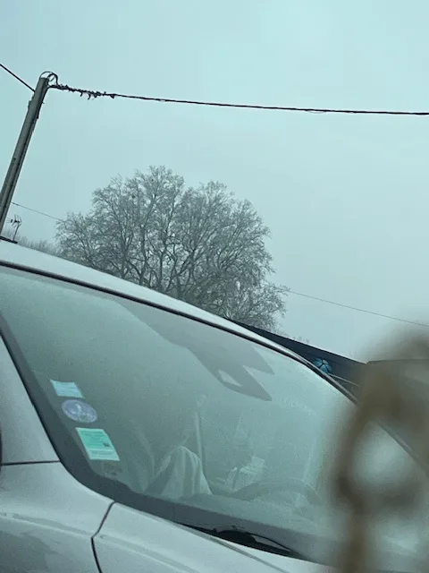 Photo du nid de frelon asiatique signalé à Chasseneuil-du-Poitou