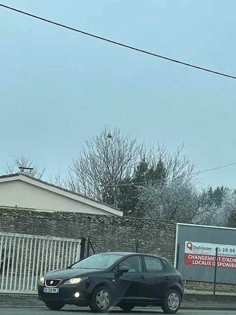 Photo du nid de frelon asiatique signalé à Chasseneuil-du-Poitou
