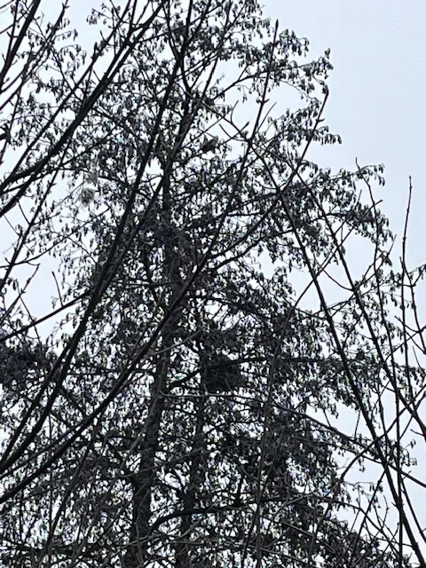 Photo du nid de frelon asiatique signalé à Poitiers
